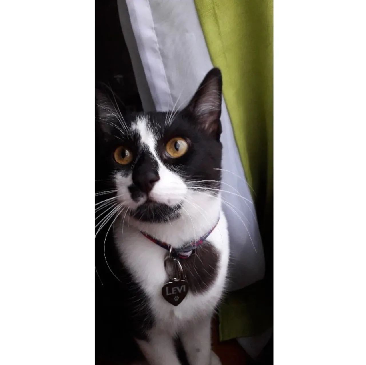 Pingente Coração para Cachorro ou Gato com Nome e Telefone - Foto 5