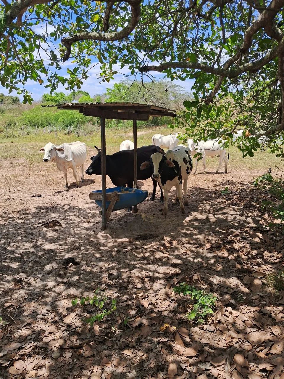 Nelore pintado - Foto 3