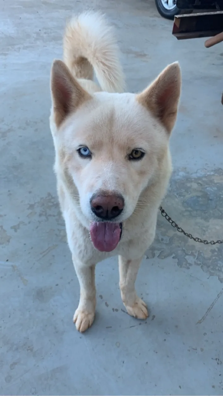 Husky Siberiano