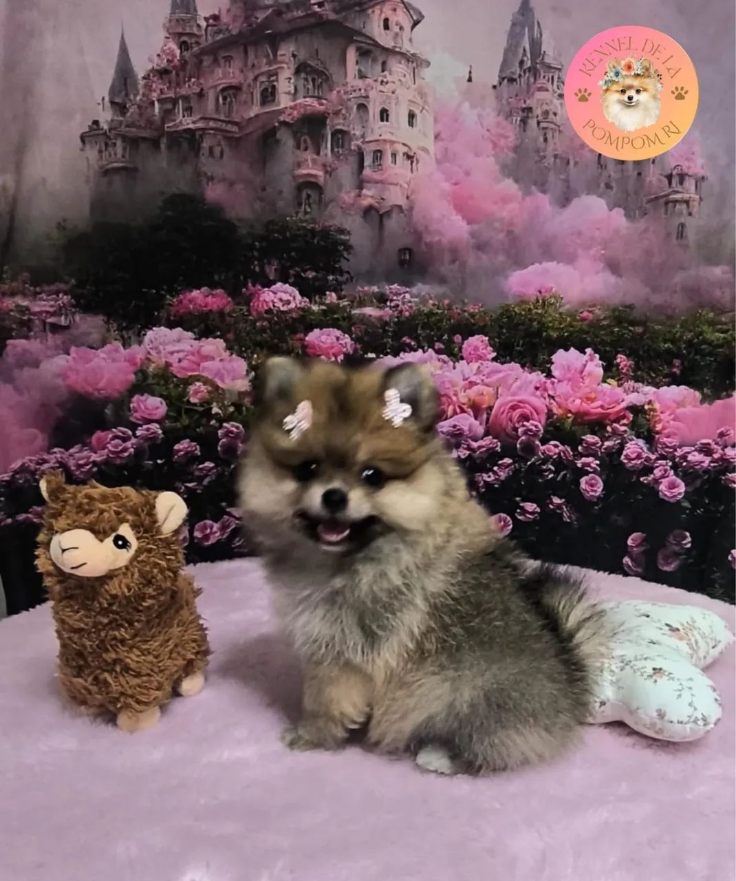 lulu laranja femea 68 dias vermifugada 