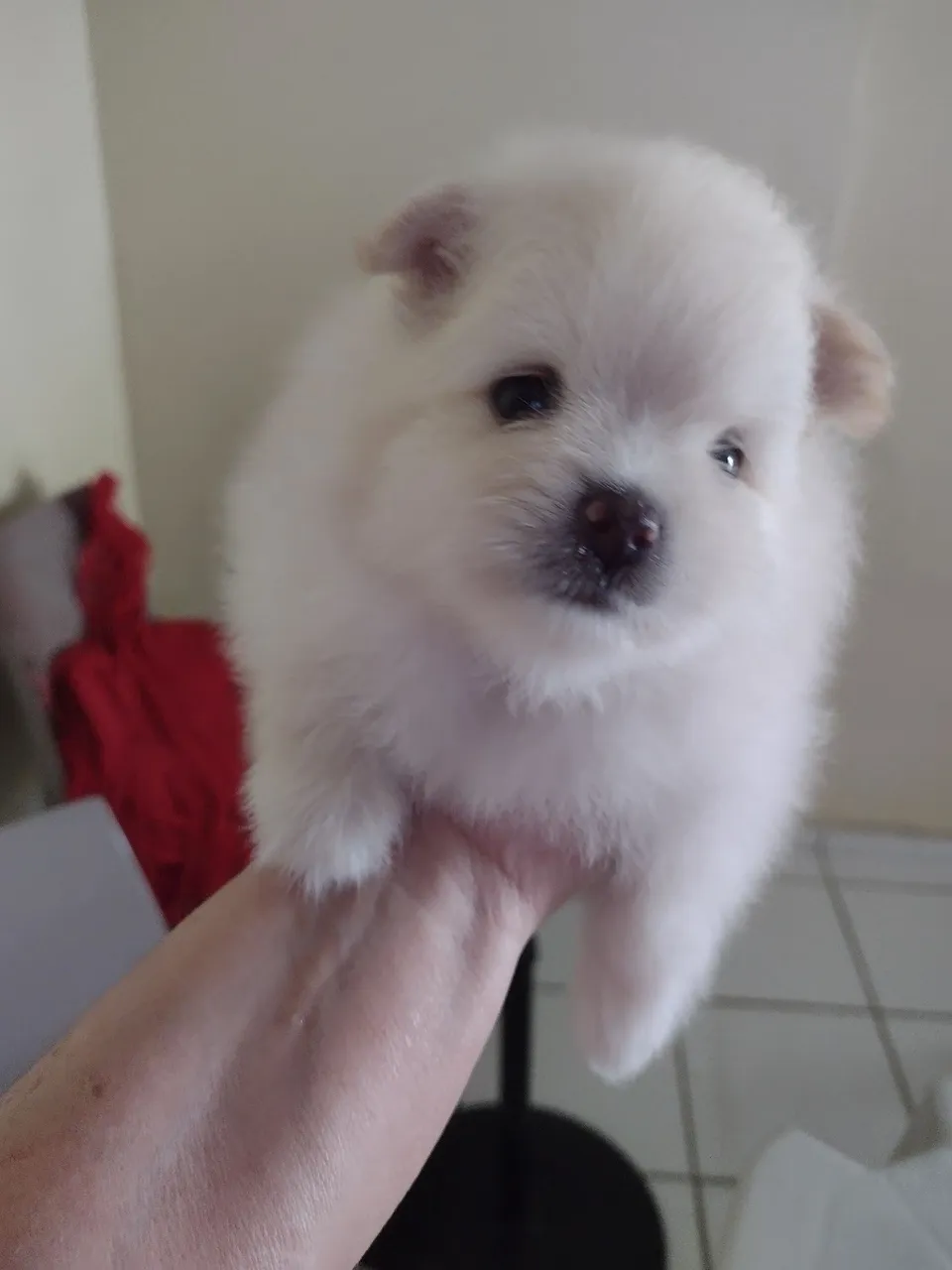 Filhotes de Spitz alemão