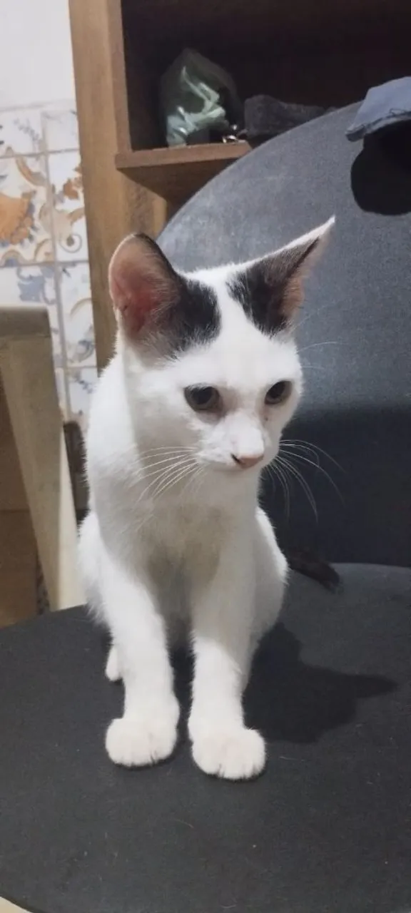 Gatinhos  para Adoção