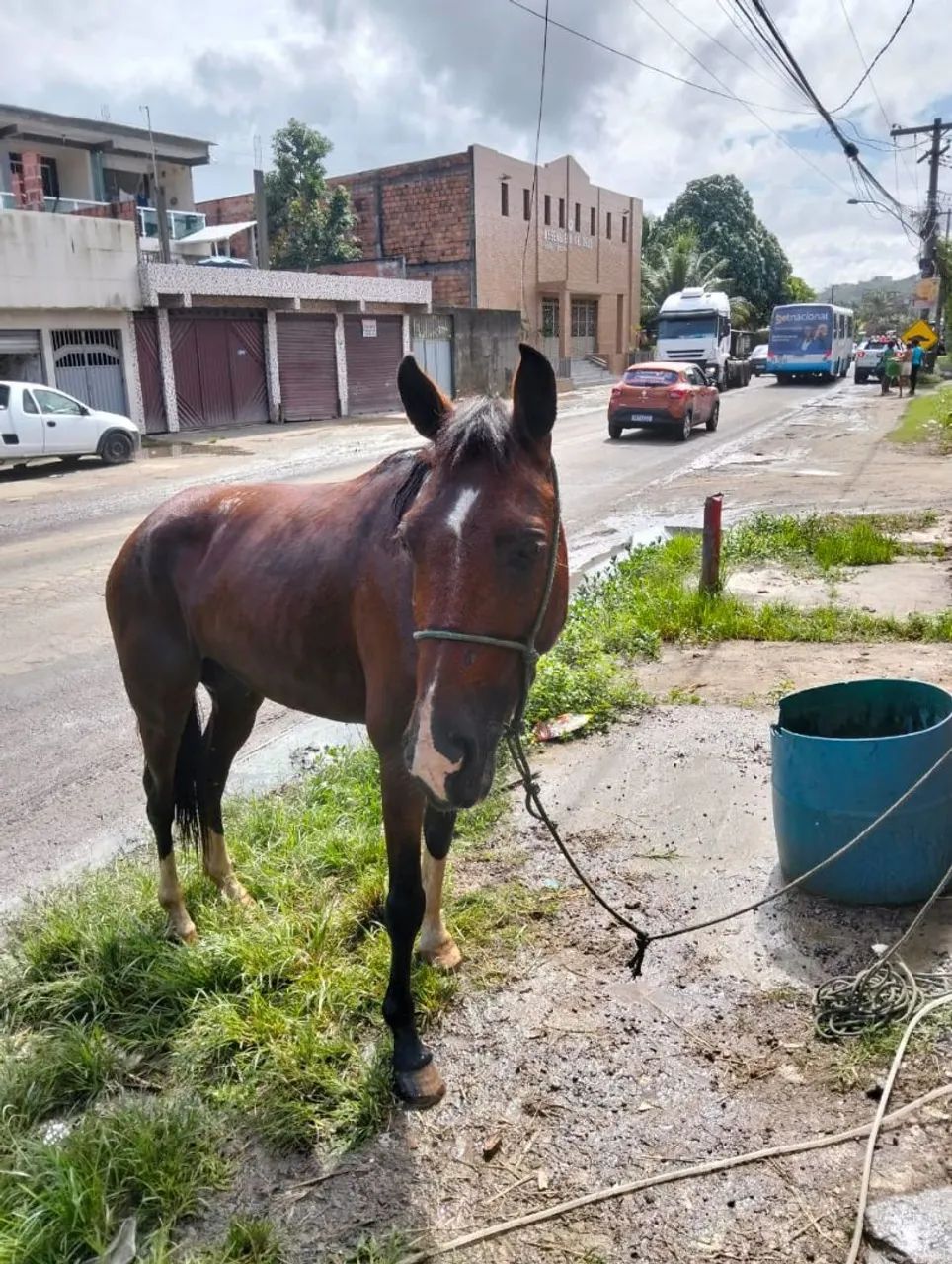 Vendo um cavalo manso bom de picado 4 anos bom todo estou pedindo 7.000 tem conversar 