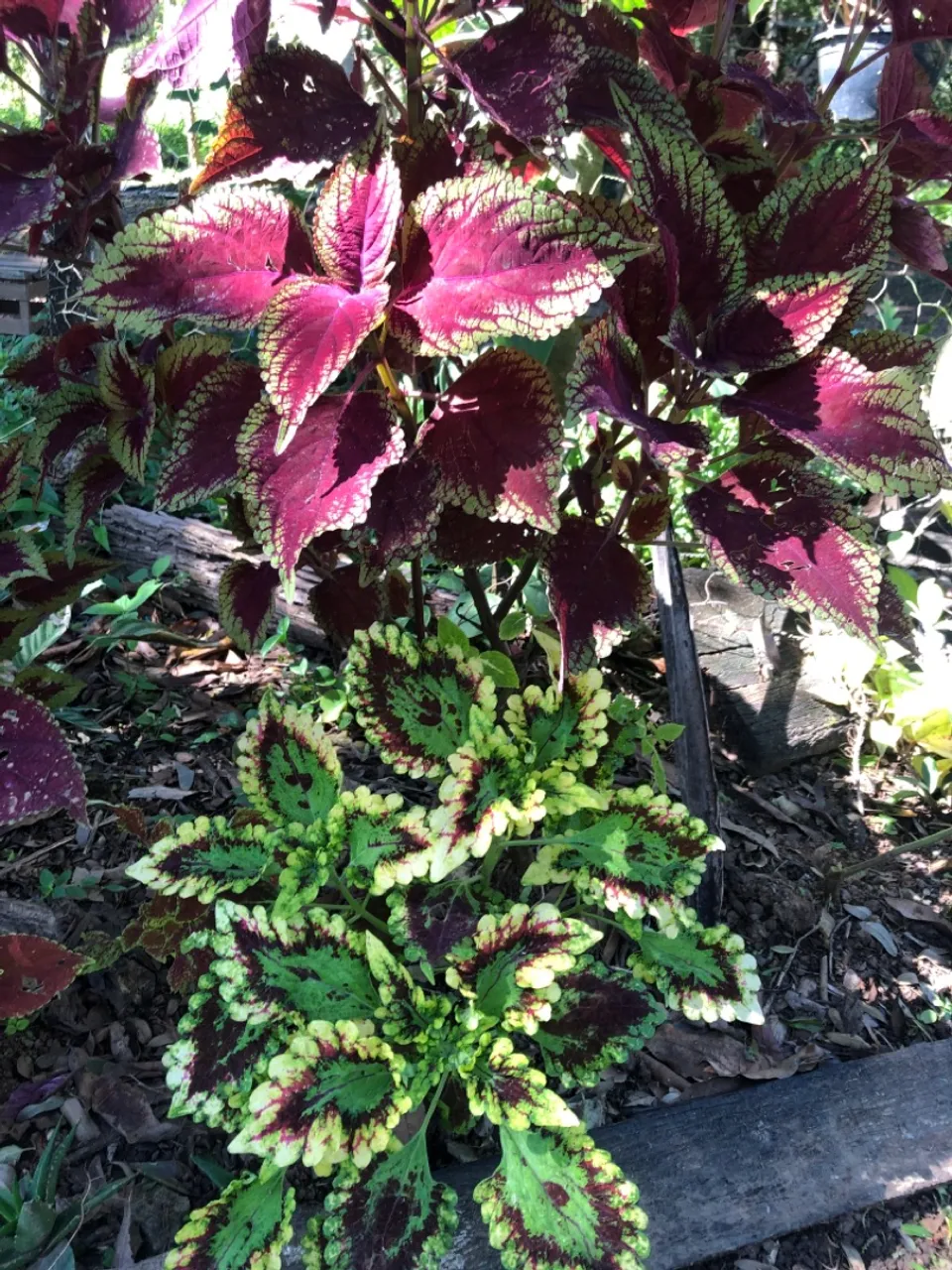 Mudas de Coleus Coloridas