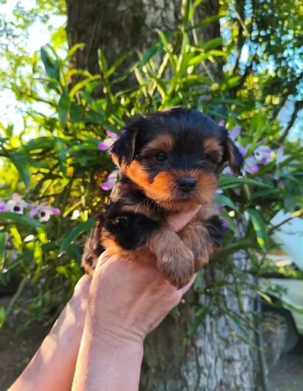 Lindos filhotes de Yorkshire terrier disponíveis com pedigree
