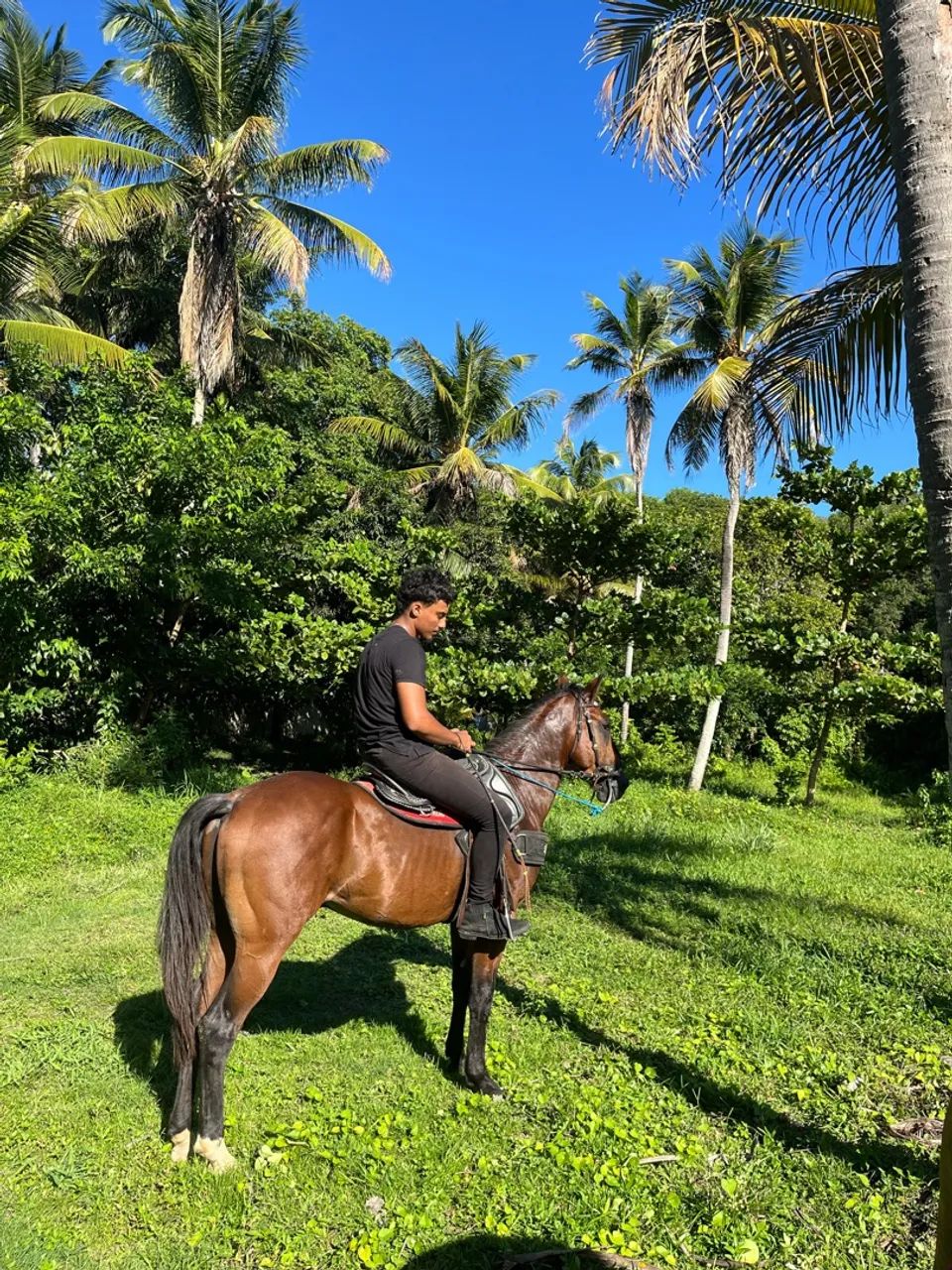 Cavalo quarto de milha