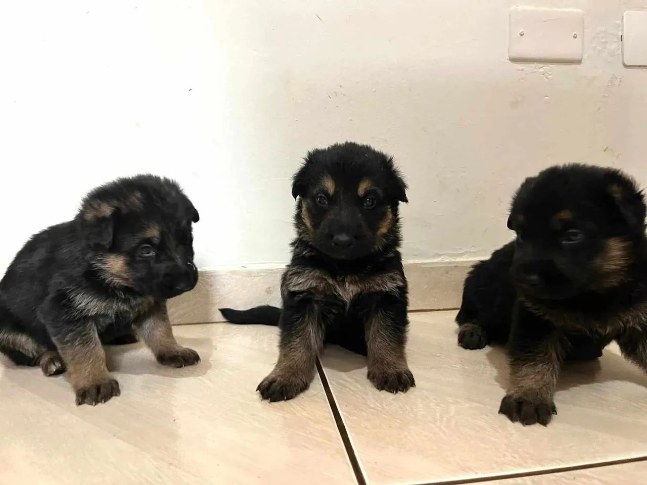 Filhotes de Pastor Alemão - Foto 2