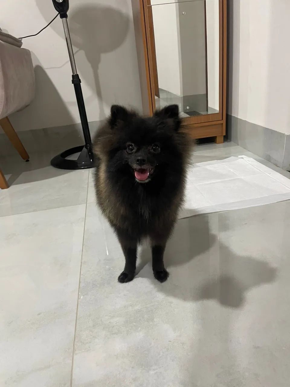 Lindo Spitz Alemão  - Foto 3