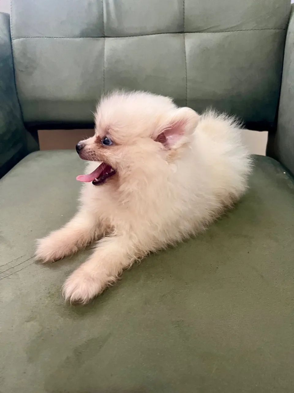 Filhote de Spitz Alemão anão com pedigree - Foto 3