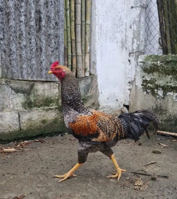 Ovos de Galinhas Caipiras  - Foto 2