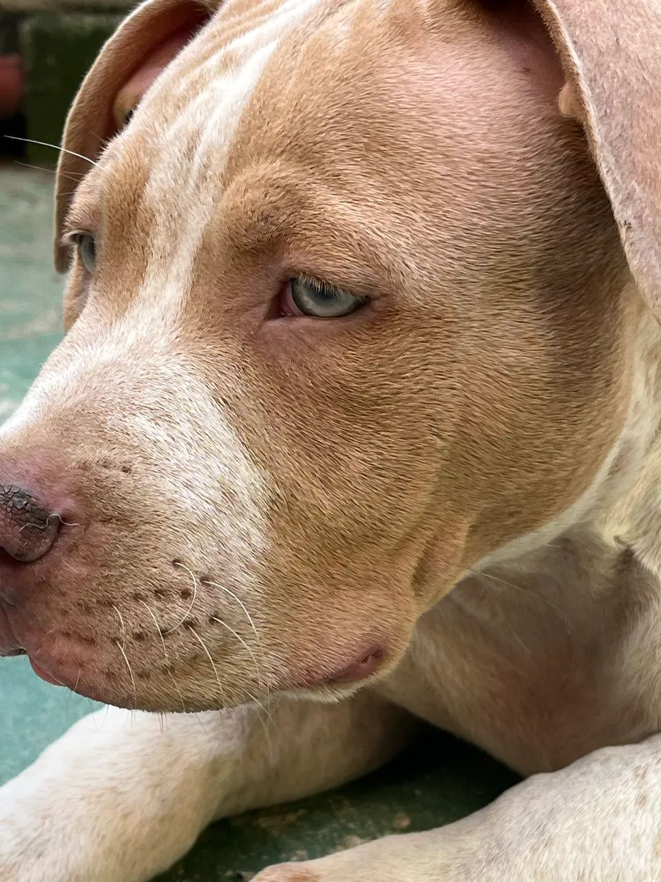 Pit Bull - Brazilian Bull - Foto 4