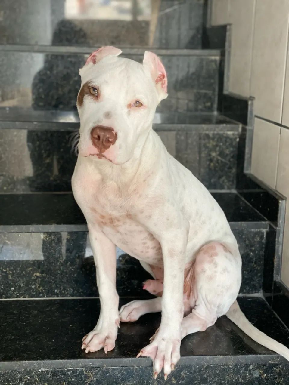 Pitbull filhote - Foto 2