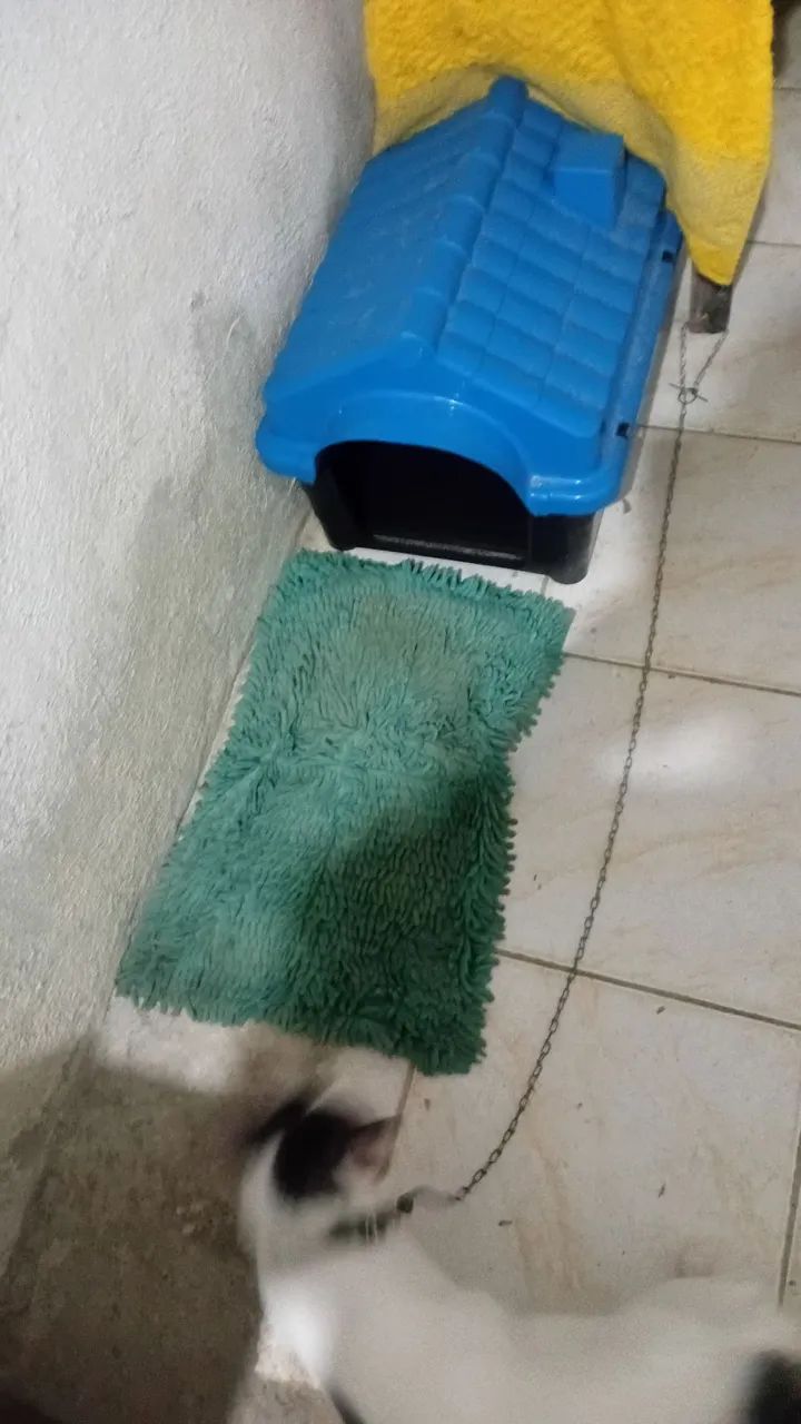 Gato tamanho médio  - Foto 2