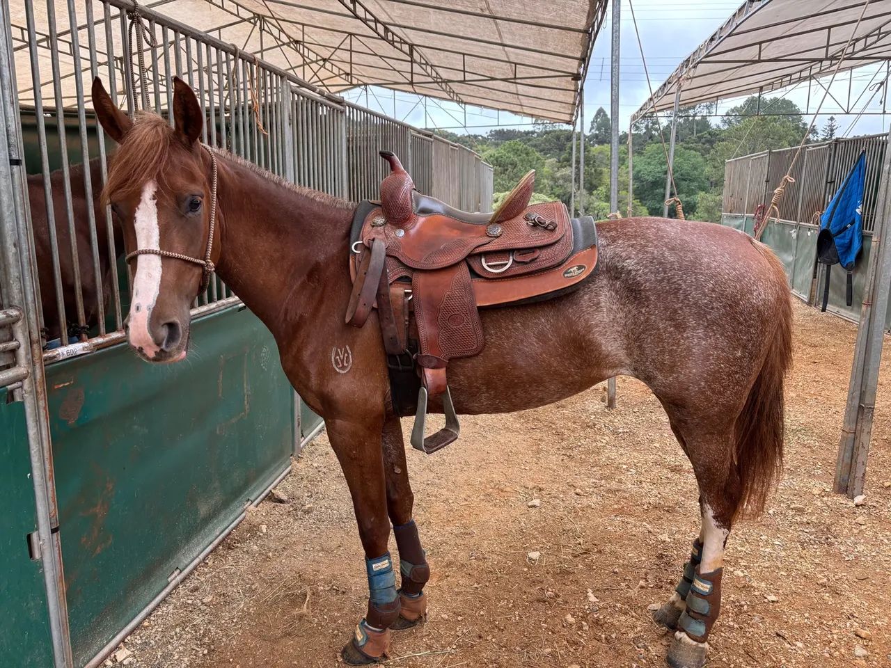 Égua manga larga top passo 
