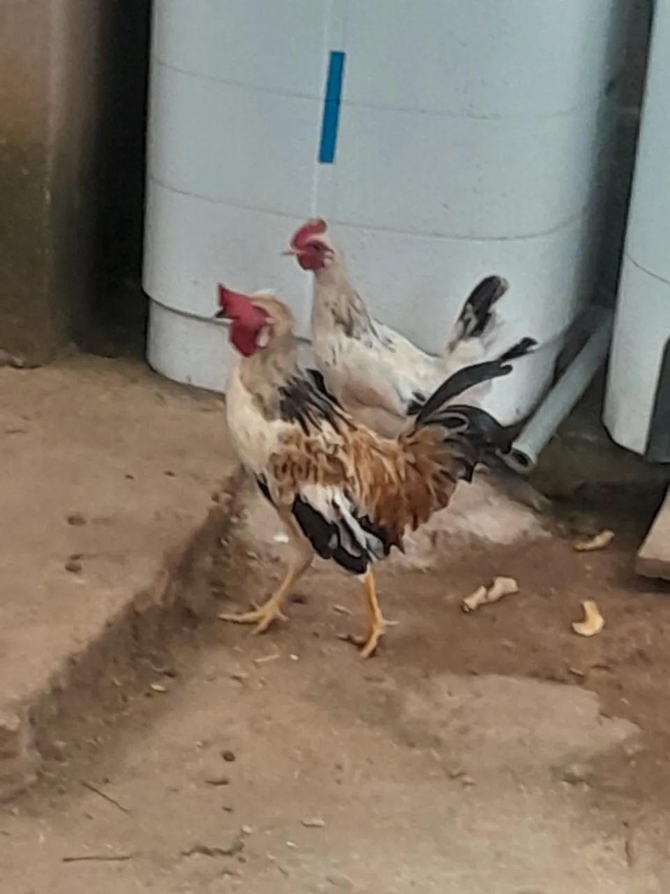 Vende-se Galinze  - Foto 3