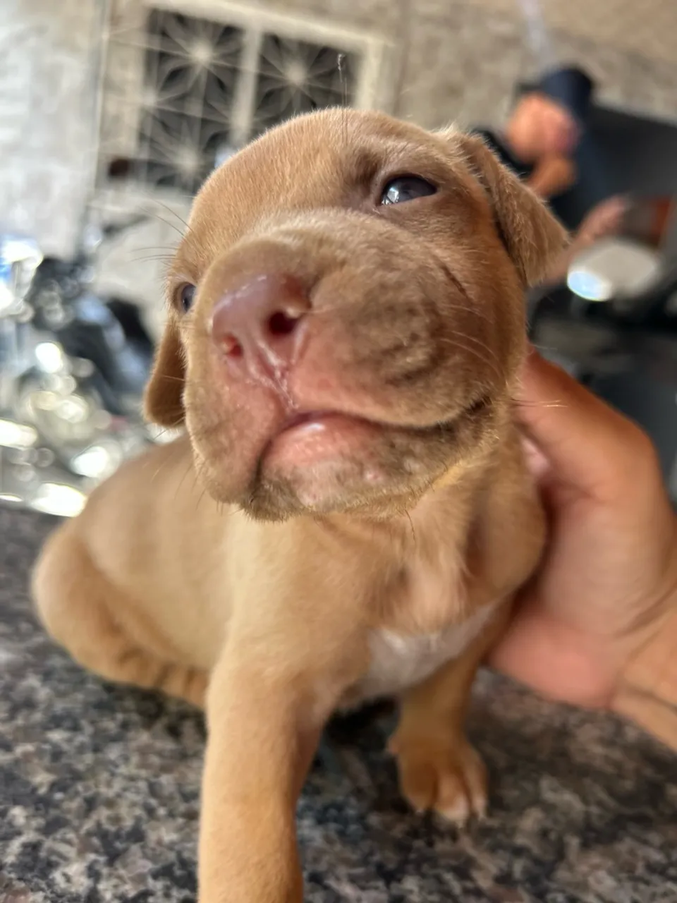 Filhote de Pitbull Puro - 31 dias de nascido $600,00 já com o remédio de verme