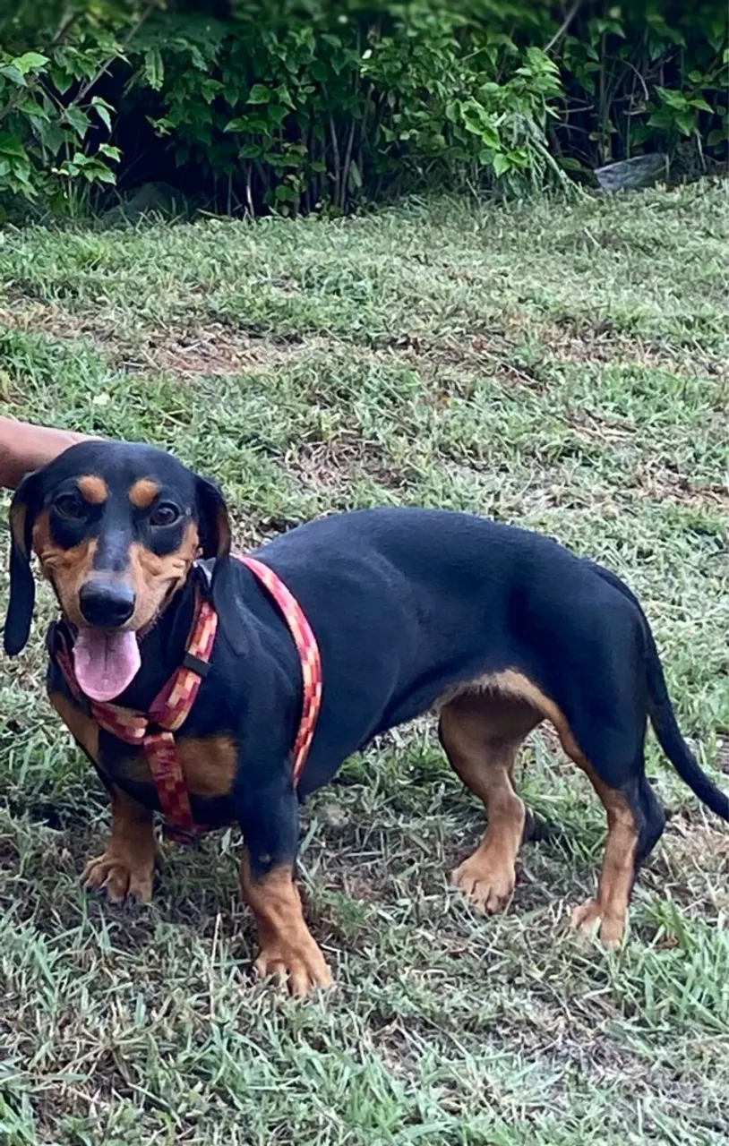 Filhote de Dachshund (salsicha - cofap) para reserva