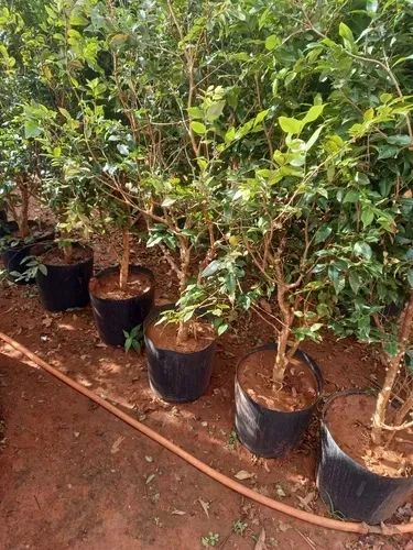 Vendo mudas de plantas Frutíferas. - Foto 3