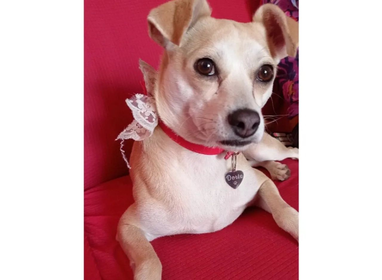 Pingente Coração para Cachorro ou Gato com Nome e Telefone - Foto 4