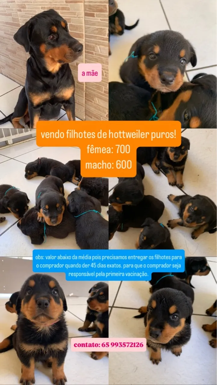 Filhotes de Rottweiler Puros