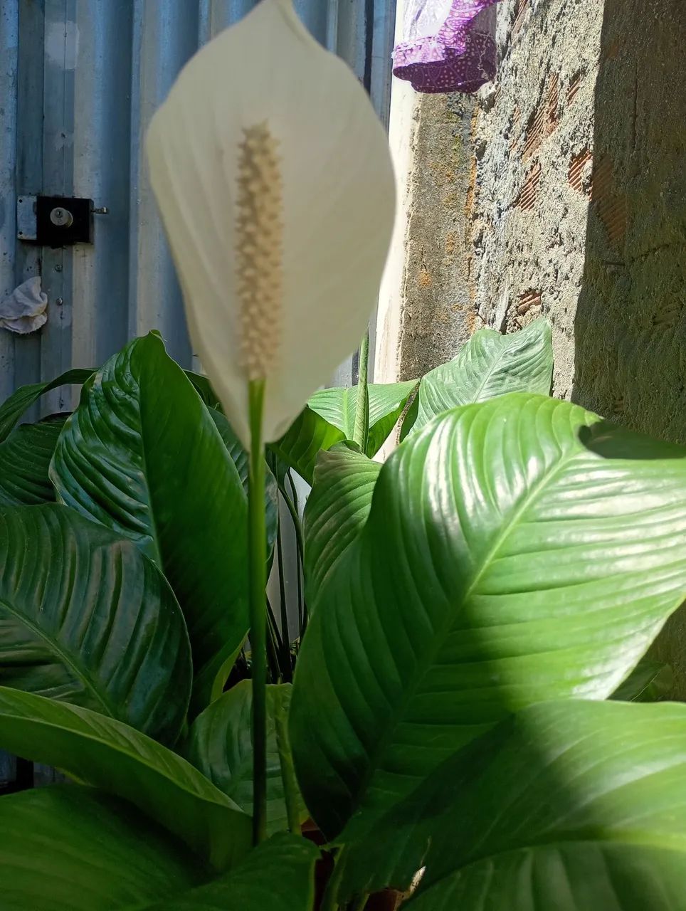 LÍRIOS DA PAZ COM FLOR  - Foto 3