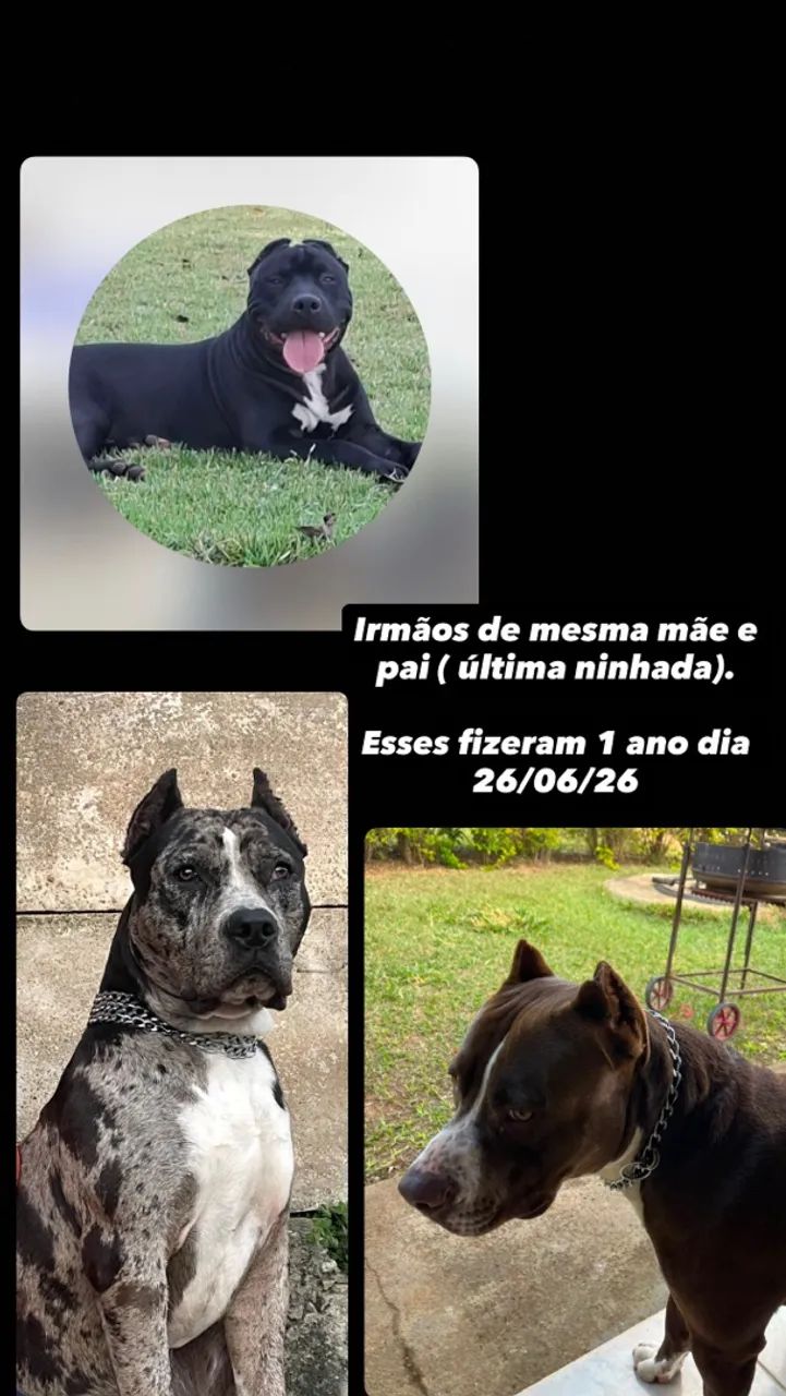 Filhotes de ?Pitbull? - Foto 4