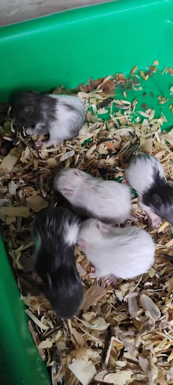 Hamster Sírio  - Foto 5