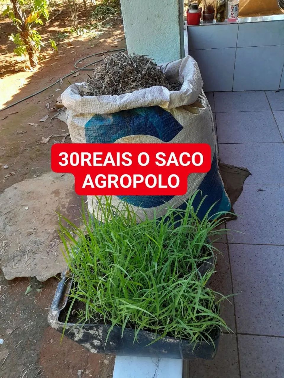 VENDE SEMENTE DE CAPIM ANDROPOGON 30REAIS O SACO 