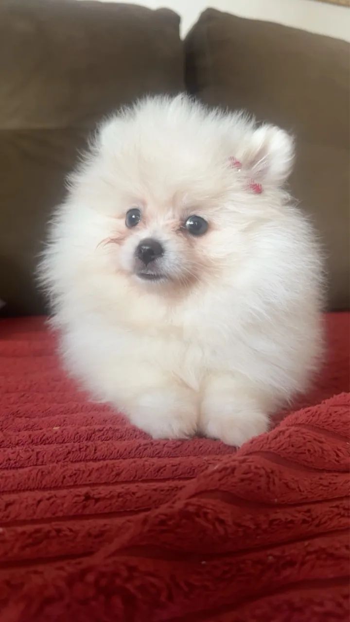 Vendo menina spitz alemão  - Foto 2