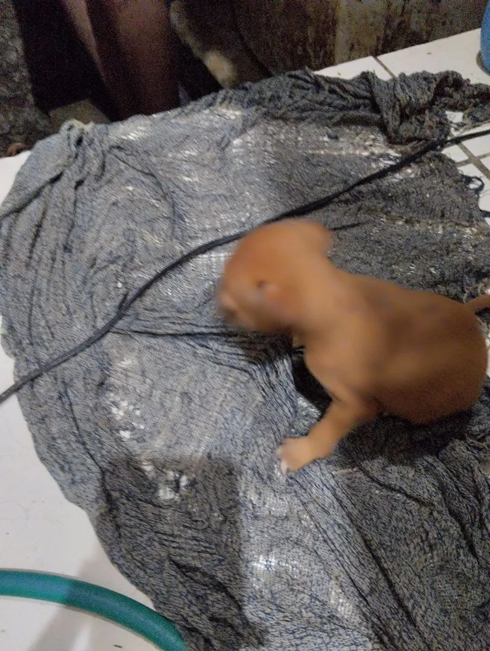 Pincher filhote