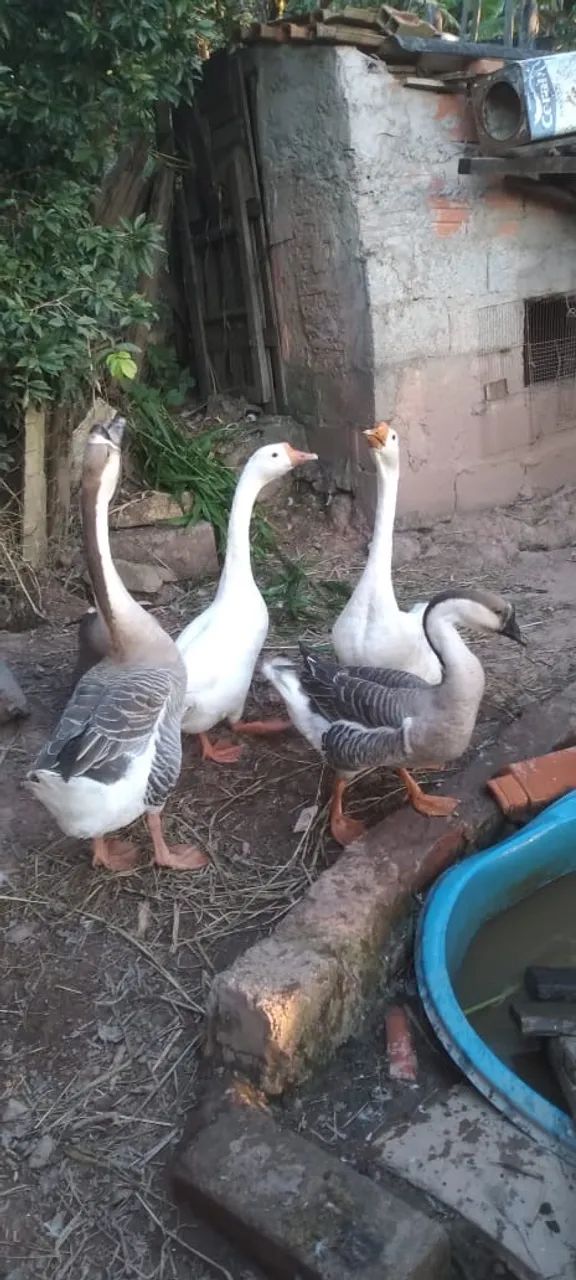 Gansos casal  - Foto 4