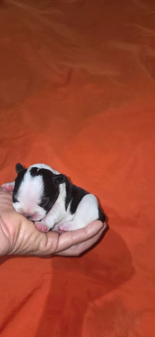 Bulldog Francês  - Foto 4