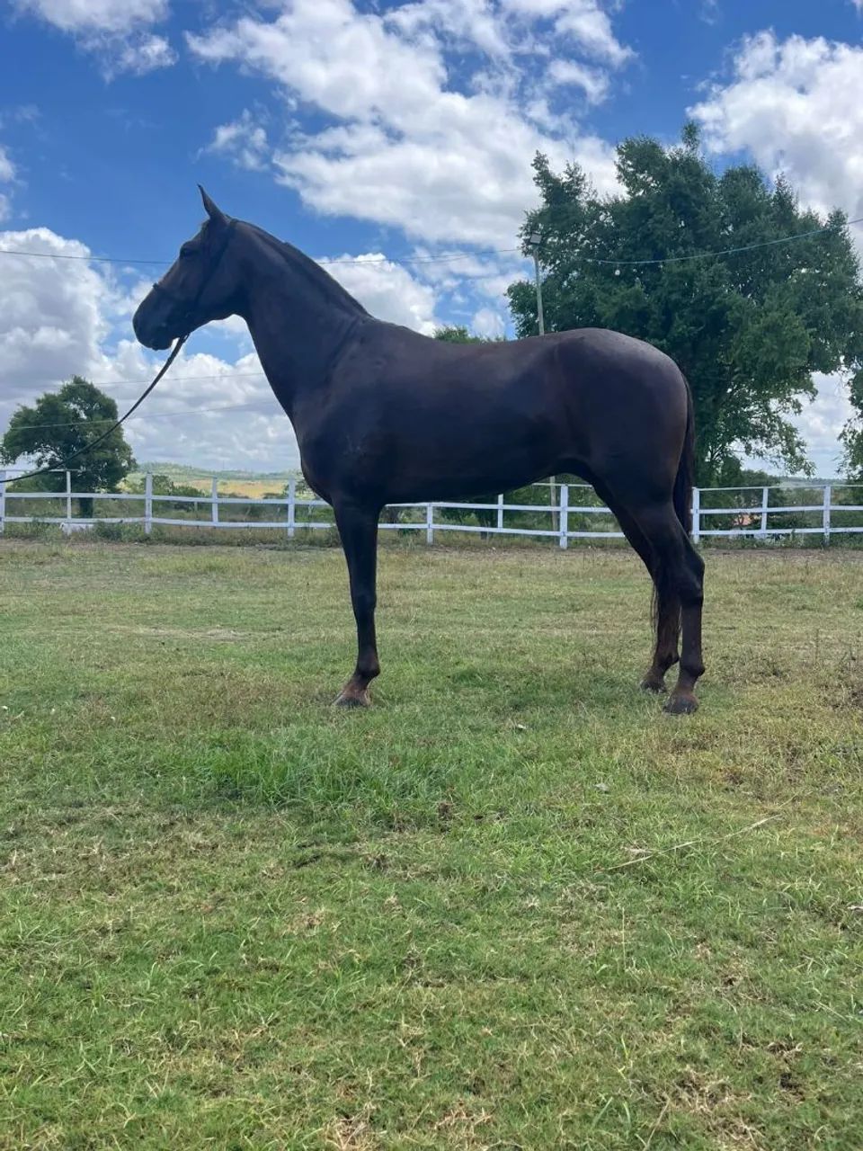 Cavalo marcha picada  - Foto 4