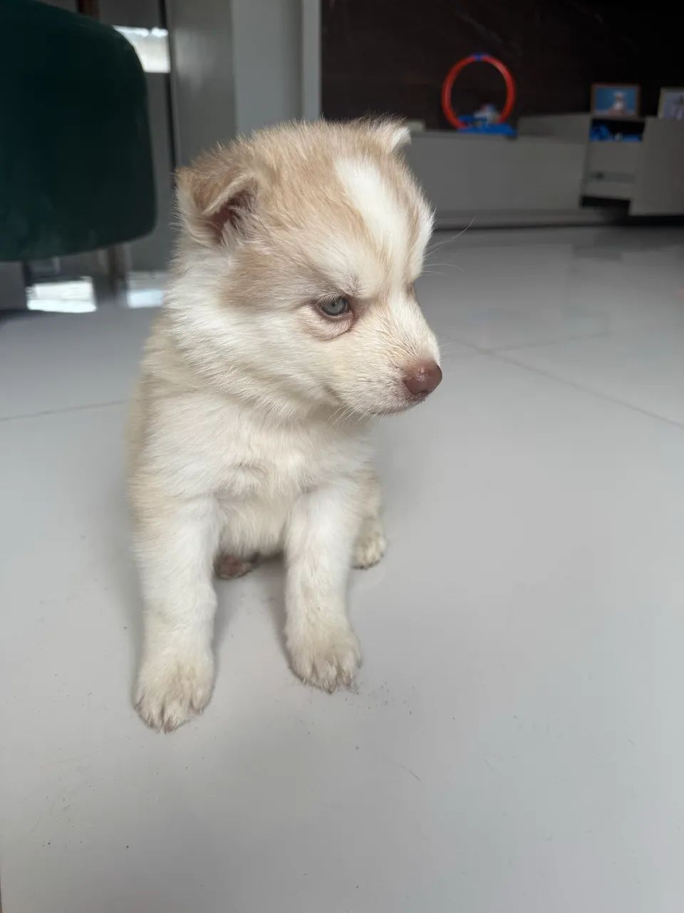 Filhotes de Husky Siberiano macho 45 dias - Foto 4