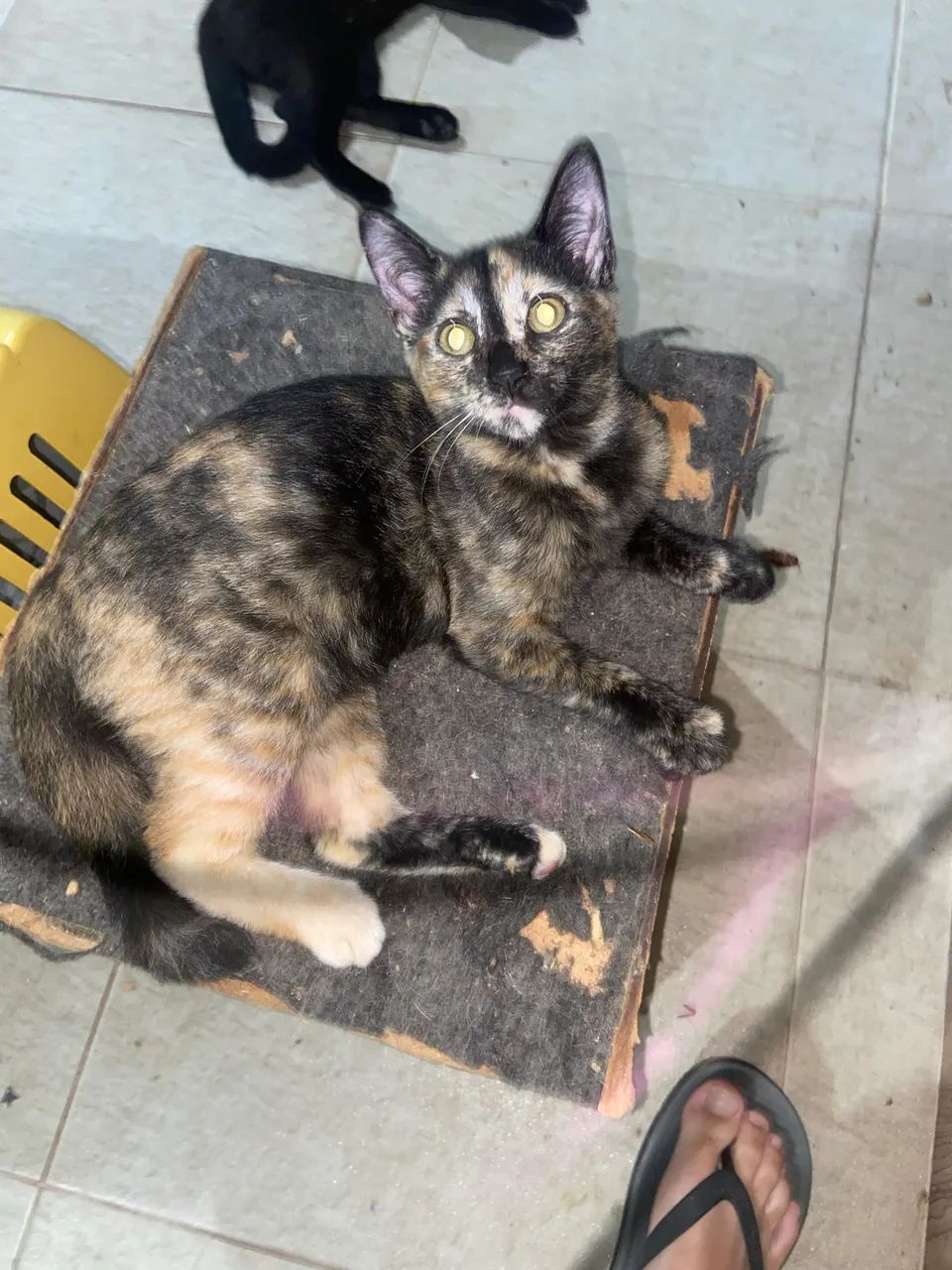 Gato - Foto 3