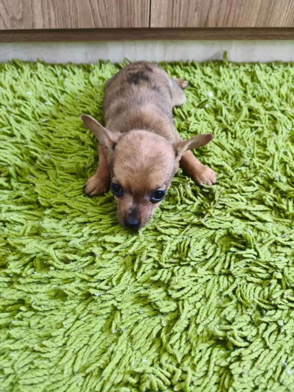 Mini pinscher 