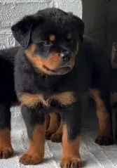 ROTTWEILER FILHOTES - Foto 4