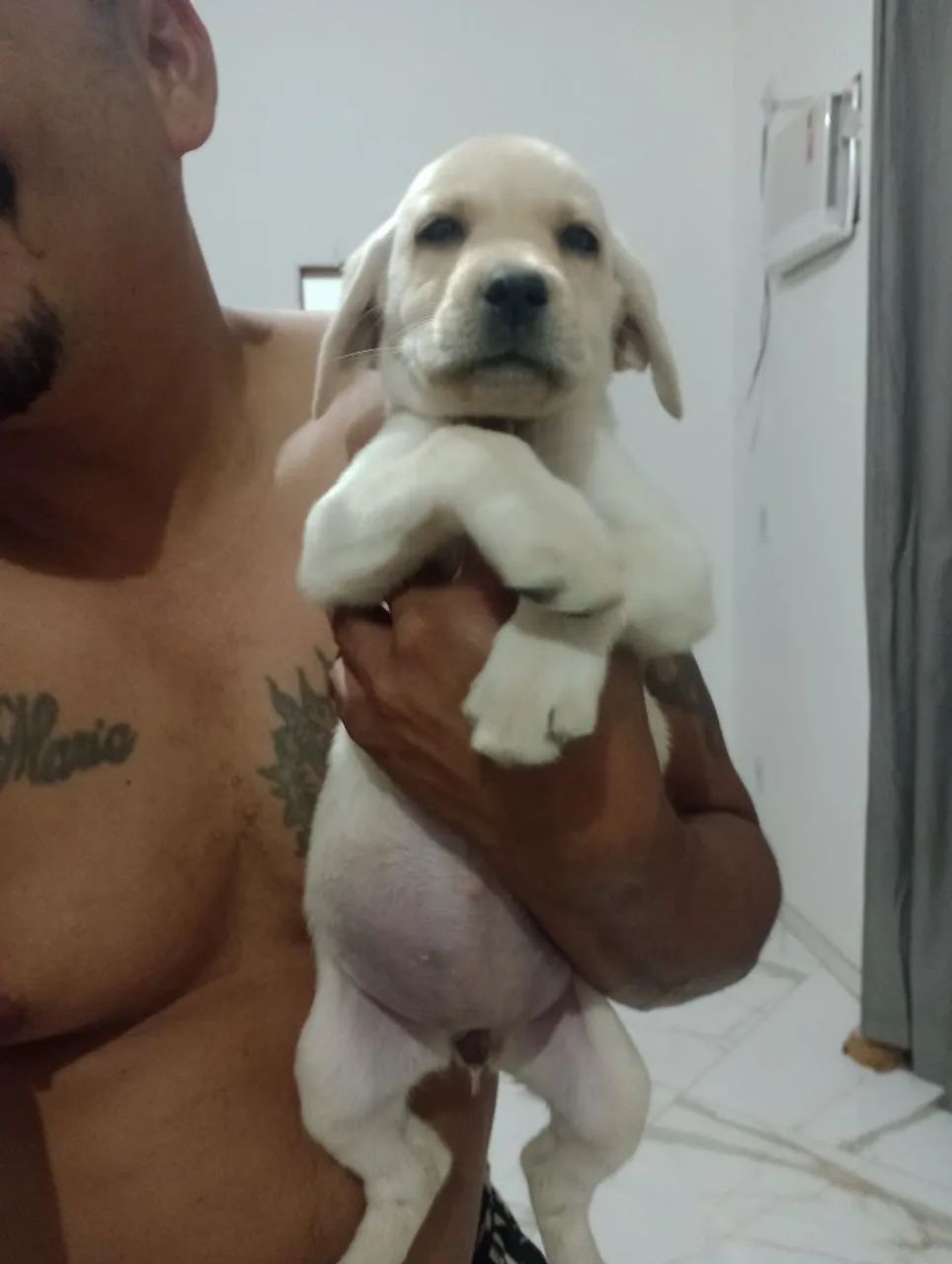 Labrador Retriever 