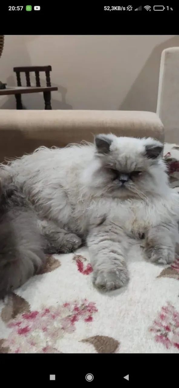 Machinho lindo Himalaio - Foto 5