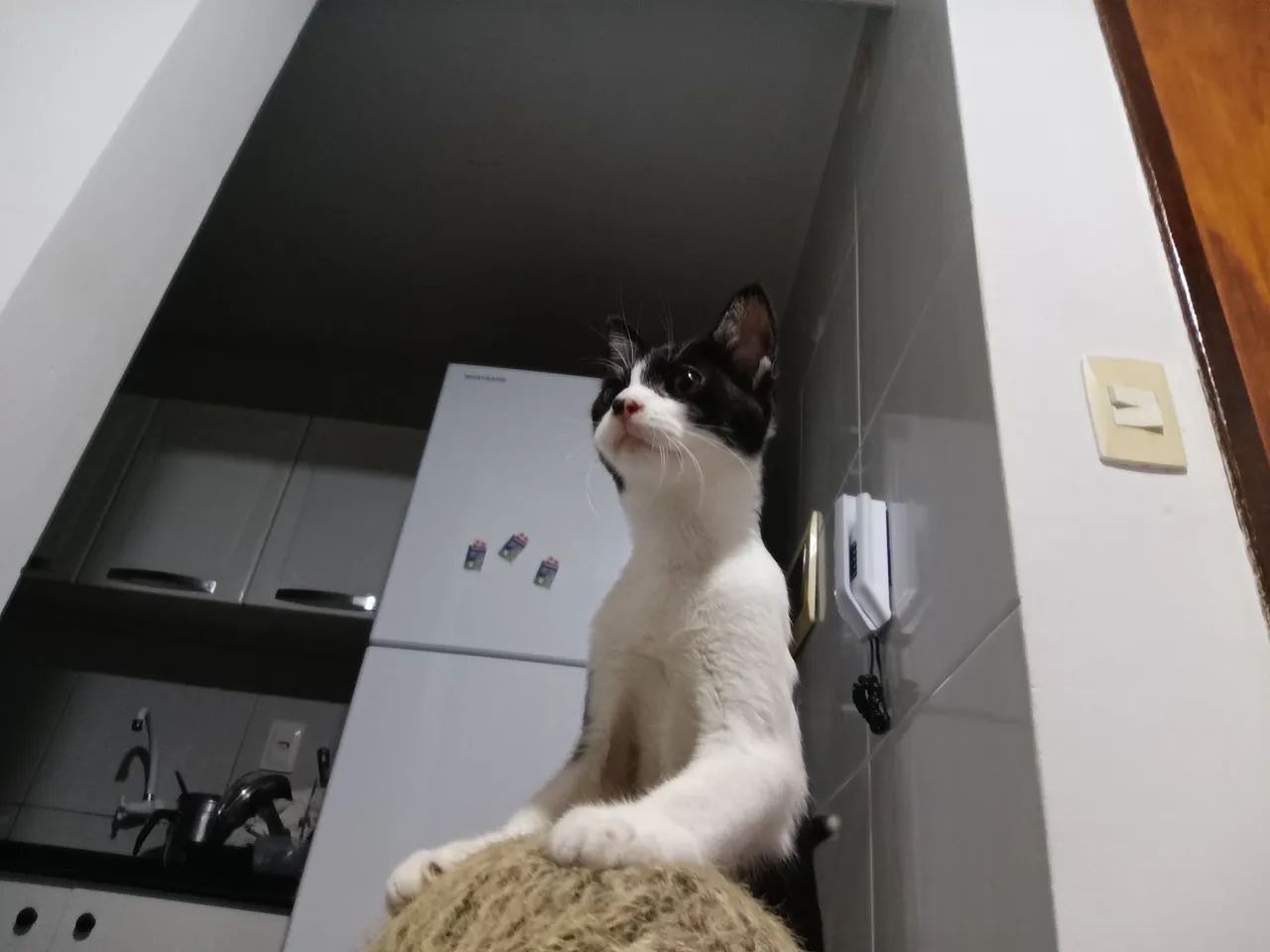 Gata para adoção! - Foto 2