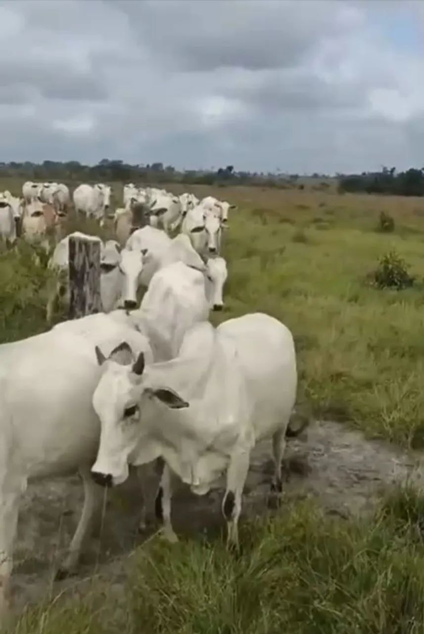 Bezerra é vacas nelore - Foto 4
