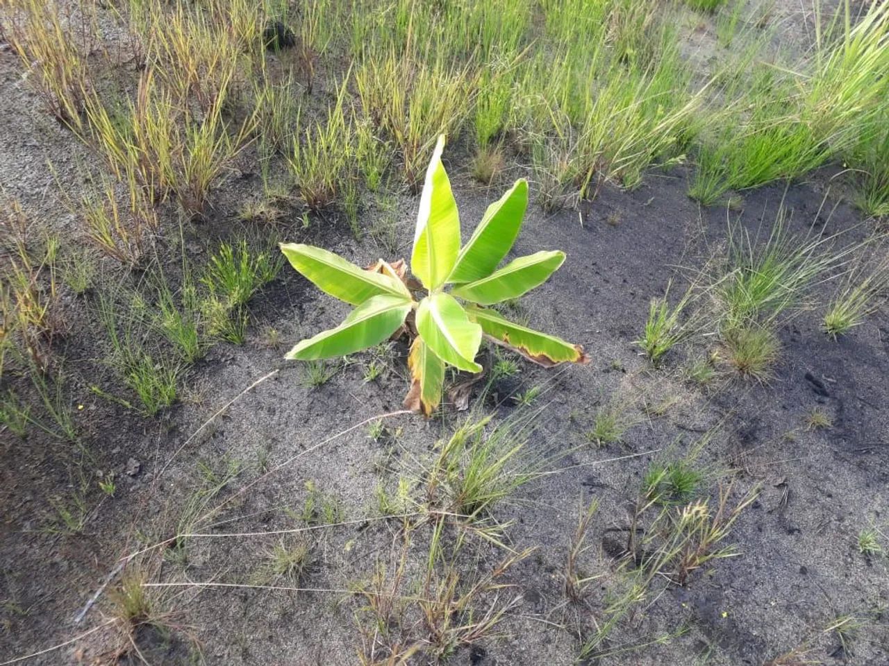 Vendo terreno ou troco - Foto 2
