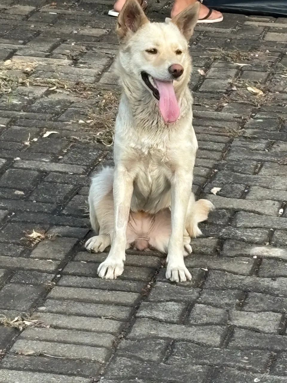 Adoção Cachorrinha - Foto 3