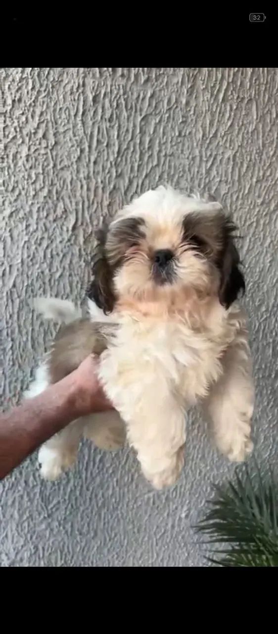 Shitzu macho 