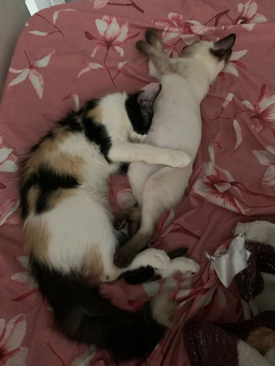 Doação de gatos 