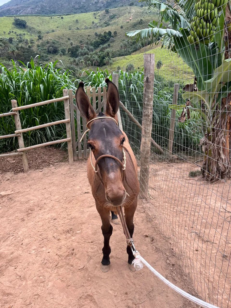 Burro vai faser 5 meses de idade lindo de morfologia extra de sela  - Foto 5