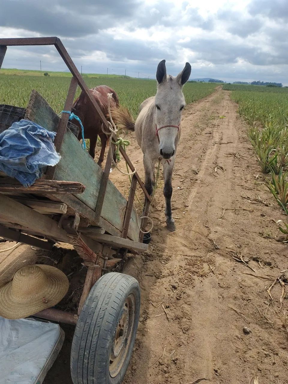 Burro 