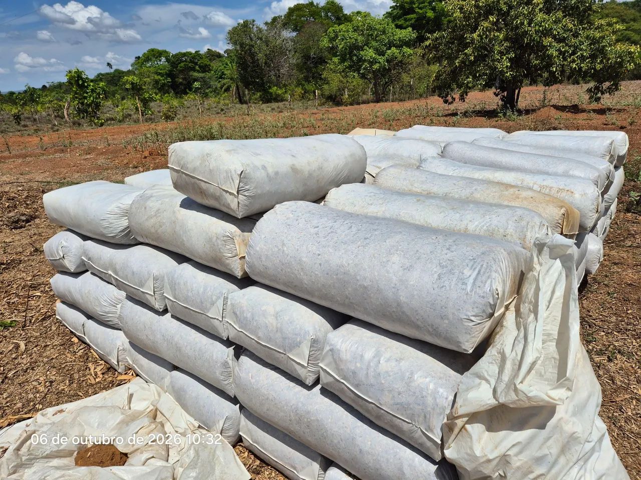 Silagem de milho verde integral ensacada 