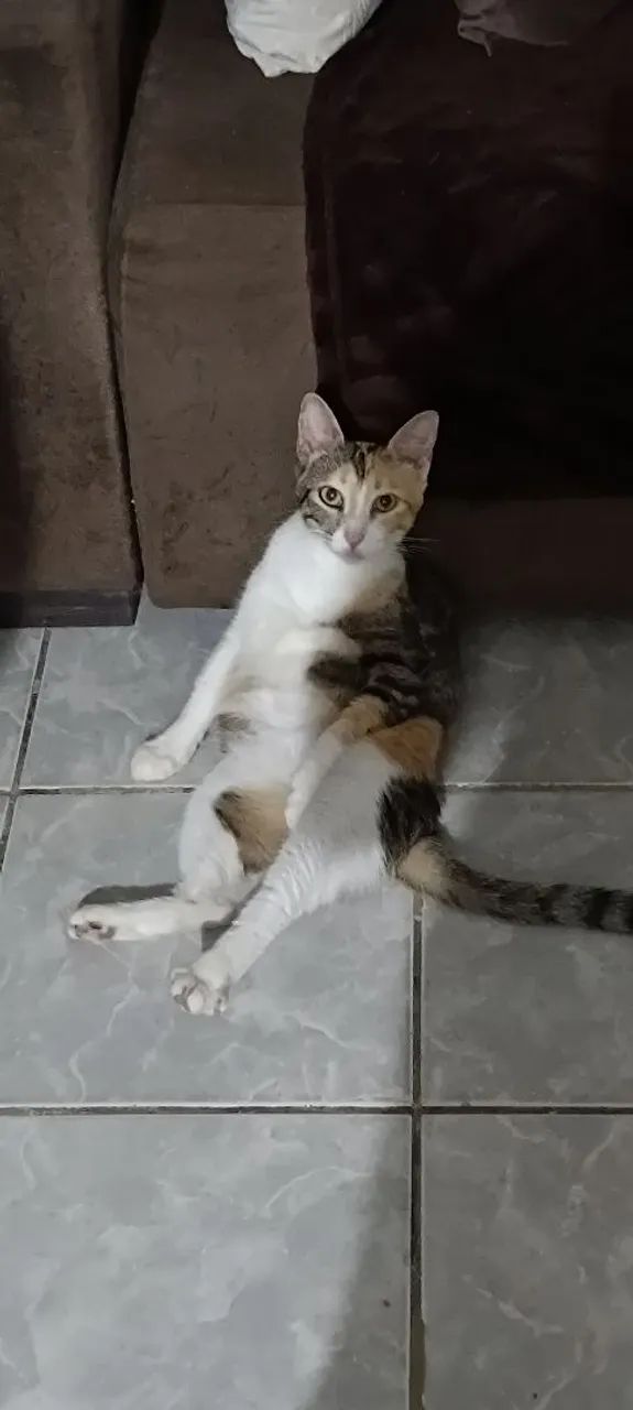 Adoção responsável - Foto 3