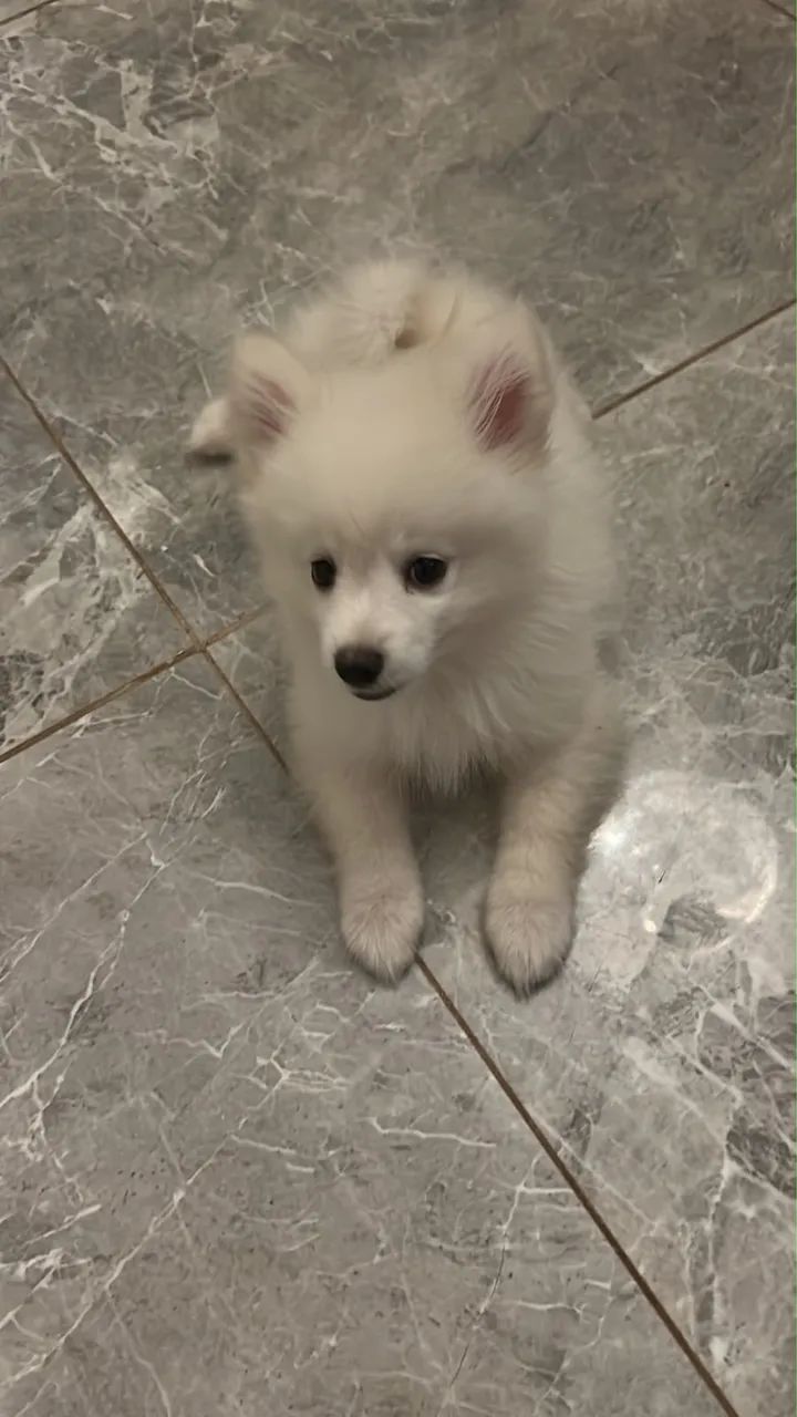 SPITZ ALEMÃO  - Foto 2